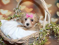Opal Mae, a female Maltipoo for sale in Lead Hill, AR – 8 of 10