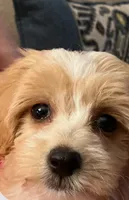 Addie, a female Maltipoo for sale in Lead Hill, AR – 3 of 3