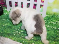 Tiny, a male Miniature Schnauzer for sale in Lead Hill, AR – 2 of 10