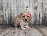 lila, a female Poodle - Miniature  for sale in Lead Hill, AR – 2 of 10