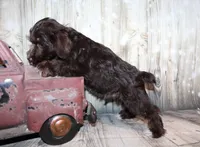 Oliver, a male Miniature Schnauzer for sale in Lead Hill, AR – 5 of 10
