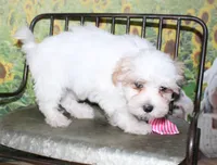 Max, a male Maltipoo for sale in Lead Hill, AR – 8 of 10