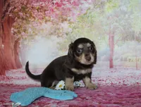 Darcy, a female Miniature Dachshund for sale in Lead Hill, AR – 10 of 10