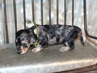 Pepper AKC , a female Miniature Dachshund for sale in Lead Hill, AR – 4 of 10