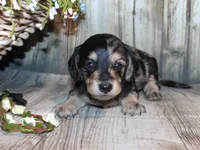 Pepper AKC , a female Miniature Dachshund for sale in Lead Hill, AR – 3 of 10