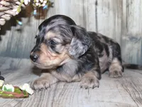 Pepper AKC , a female Miniature Dachshund for sale in Lead Hill, AR – 9 of 10