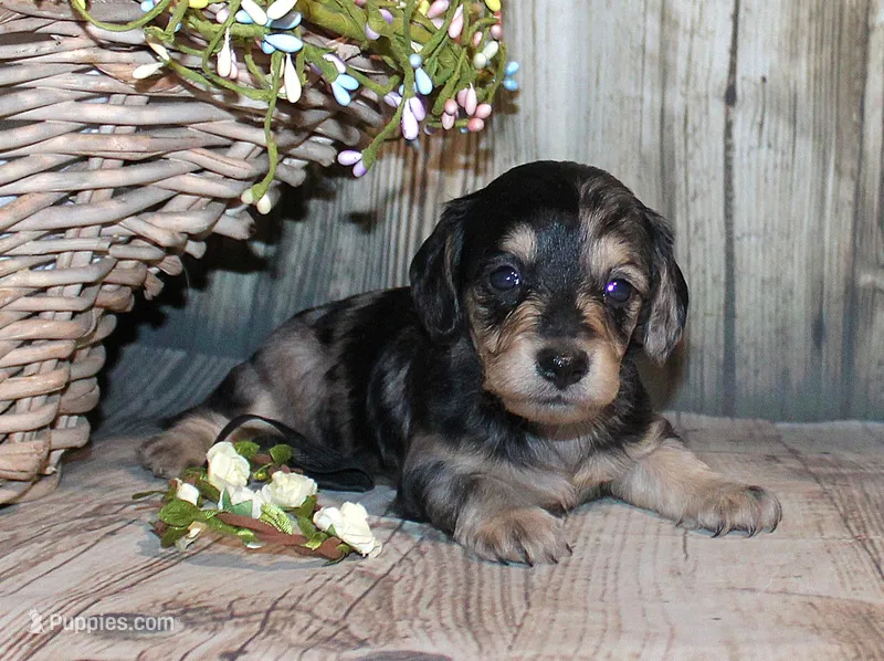 Pepper AKC  – Miniature Dachshund puppy for sale in Lead Hill, AR