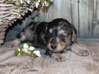 Pepper AKC , a female Miniature Dachshund for sale in Lead Hill, AR – 10 of 10