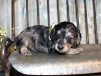 Pepper AKC , a female Miniature Dachshund for sale in Lead Hill, AR – 5 of 10