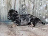 Pepper AKC , a female Miniature Dachshund for sale in Lead Hill, AR – 6 of 10