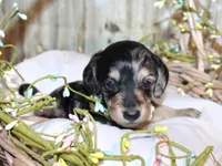 Pepper AKC , a female Miniature Dachshund for sale in Lead Hill, AR – 2 of 10