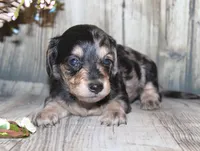 Pepper AKC , a female Miniature Dachshund for sale in Lead Hill, AR – 7 of 10