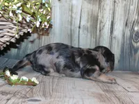 Pepper AKC , a female Miniature Dachshund for sale in Lead Hill, AR – 8 of 10