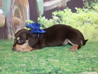 copper18, a male Miniature Dachshund for sale in Lead Hill, AR – 8 of 10