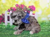 Oliver, a male Miniature Schnauzer for sale in Lead Hill, AR – 2 of 10