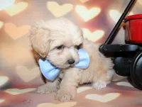 Henry, a male Maltipoo for sale in Lead Hill, AR – 5 of 10
