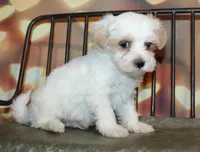 Max, a male Maltipoo for sale in Lead Hill, AR – 4 of 10