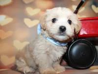 Henry, a male Maltipoo for sale in Lead Hill, AR – 4 of 10