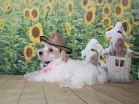 Max, a male Maltipoo for sale in Lead Hill, AR – 3 of 10