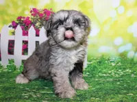 Oliver, a male Miniature Schnauzer for sale in Lead Hill, AR – 3 of 10