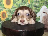 Charlie , a male Miniature Dachshund for sale in Lead Hill, AR – 3 of 10