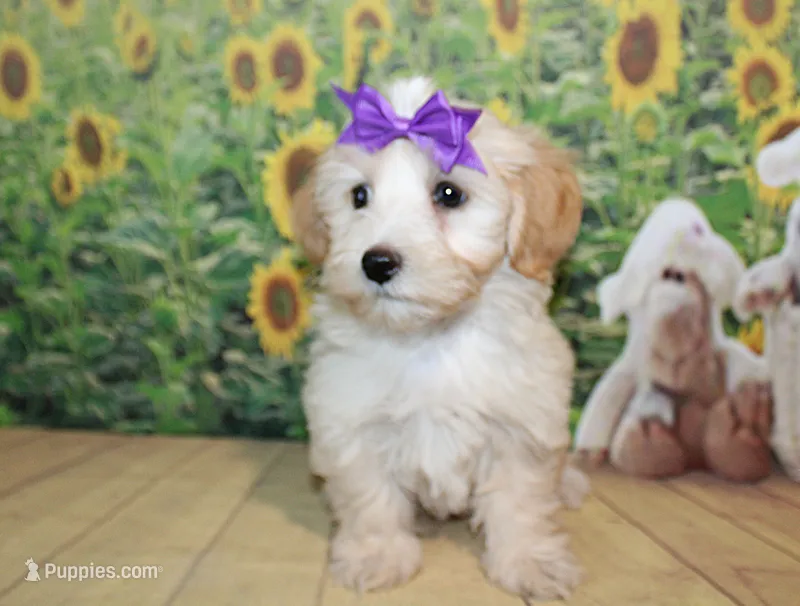 Daisy  – Maltipoo puppy for sale in Lead Hill, AR