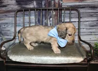 Tanner, a male Miniature Dachshund for sale in Lead Hill, AR – 7 of 10