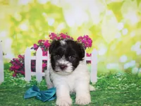 Hunter, a male Miniature Schnauzer for sale in Lead Hill, AR – 10 of 10