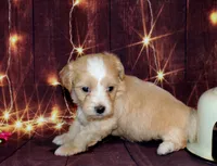 lila, a female Maltipoo for sale in Lead Hill, AR – 7 of 10
