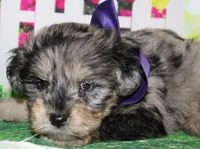 Norman, a male Miniature Schnauzer for sale in Lead Hill, AR – 10 of 10