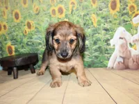 Peanut, a male Miniature Dachshund for sale in Lead Hill, AR – 6 of 10