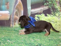 copper18, a male Miniature Dachshund for sale in Lead Hill, AR – 9 of 10