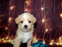 Thomas, a male Maltipoo for sale in Lead Hill, AR – 7 of 10