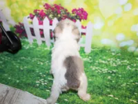 Tiny, a male Miniature Schnauzer for sale in Lead Hill, AR – 9 of 10
