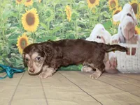 Charlie , a male Miniature Dachshund for sale in Lead Hill, AR – 4 of 10