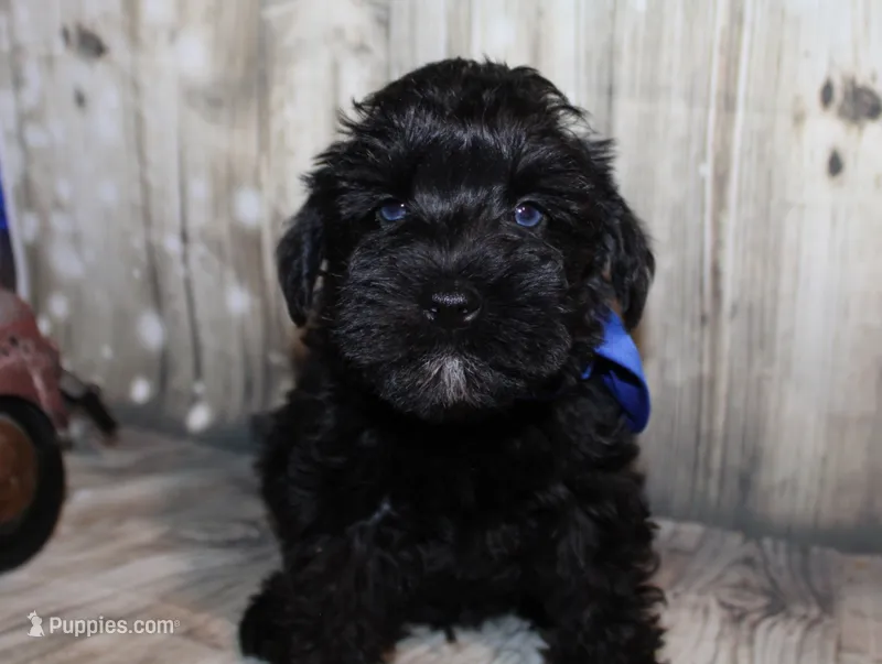 Ash – Miniature Schnauzer puppy for sale in Lead Hill, AR
