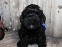 Ash, a male Miniature Schnauzer for sale in Lead Hill, AR – 1 of 10