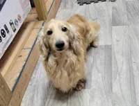 Bean, a female Miniature Dachshund for sale in Lead Hill, AR – 10 of 10