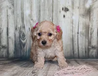 lila, a female Poodle - Miniature  for sale in Lead Hill, AR – 9 of 10