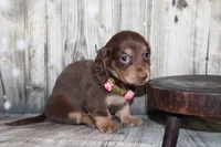 Bean, a female Miniature Dachshund for sale in Lead Hill, AR – 6 of 10