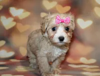 Opal Mae, a female Maltipoo for sale in Lead Hill, AR – 2 of 10