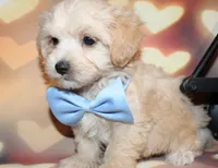 Henry, a male Maltipoo for sale in Lead Hill, AR – 3 of 10
