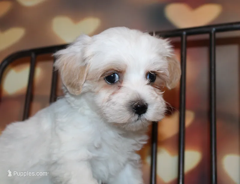 Max – Maltipoo puppy for sale in Lead Hill, AR