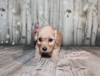 lila, a female Poodle - Miniature  for sale in Lead Hill, AR – 5 of 10
