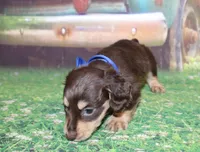 copper18, a male Miniature Dachshund for sale in Lead Hill, AR – 7 of 10