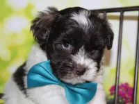 Hunter, a male Miniature Schnauzer for sale in Lead Hill, AR – 6 of 10