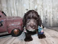 Oliver, a male Miniature Schnauzer for sale in Lead Hill, AR – 4 of 10