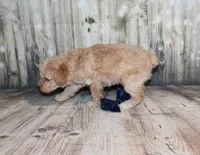 Loki, a female Poodle - Miniature  for sale in Lead Hill, AR – 7 of 10