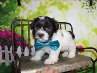 Hunter, a male Miniature Schnauzer for sale in Lead Hill, AR – 5 of 10