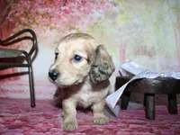 Angel , a female Miniature Dachshund for sale in Lead Hill, AR – 5 of 10